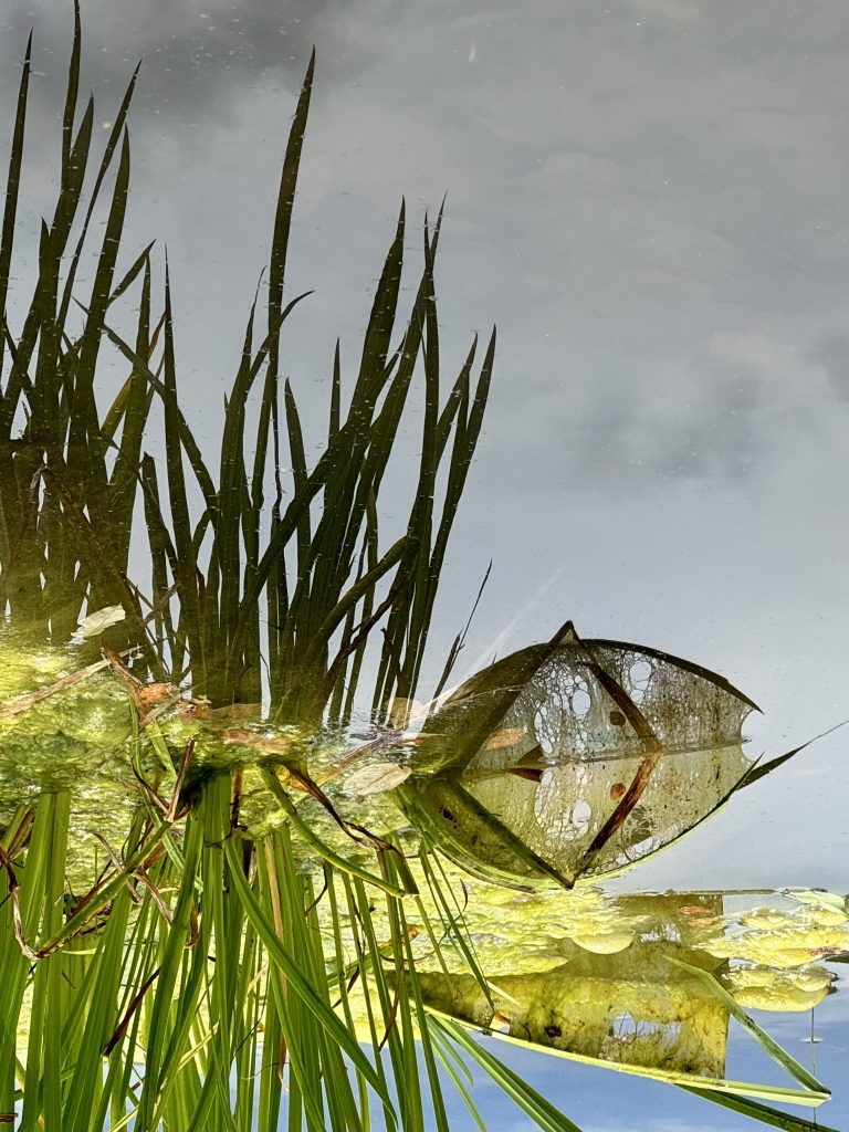 Kleiner Drachenfisch 
Nordpark, 2024