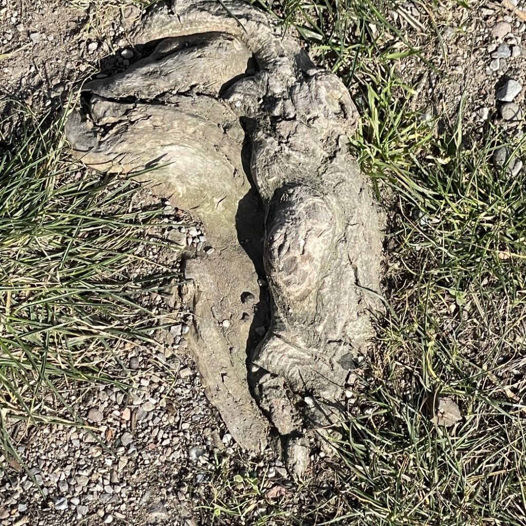Pissing Dog
Berlin 2022