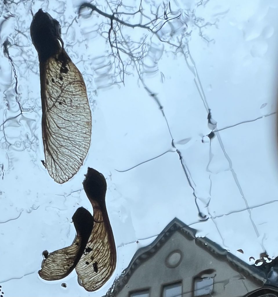 Nasenwetter
Düsseldorf 2025