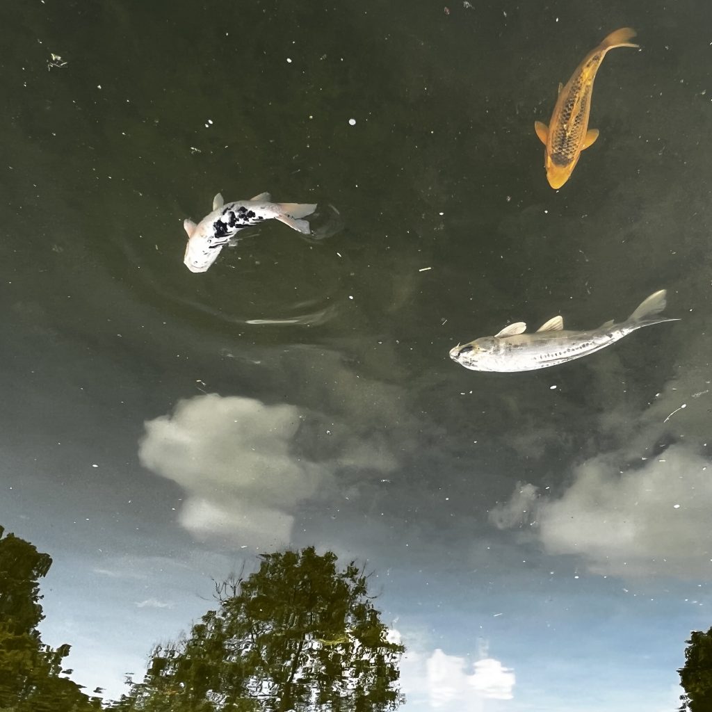Das japanische Sternzeichen Kai-Fische
Japanischer Garten Düsseldorf 2025