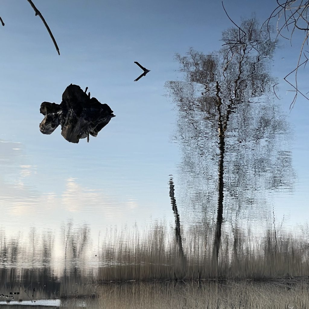 Flying Fish
2023