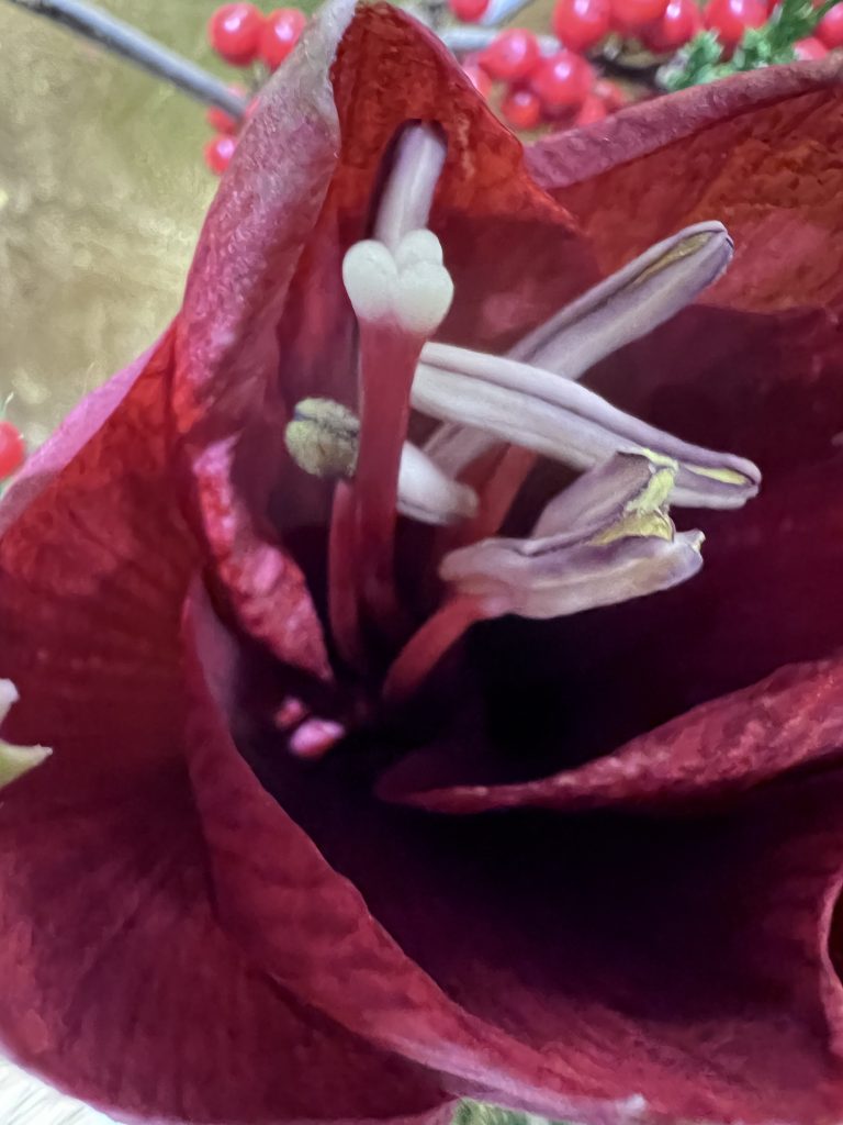 Amaryllis 
2023