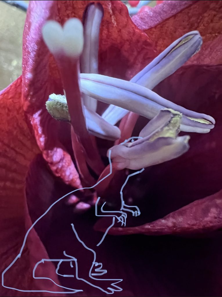 Amaryllis im Mesozoikum
2023
